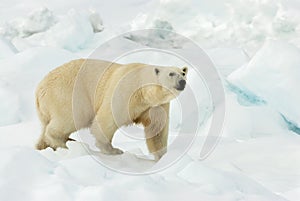 Polar bear, Ursus maritimus