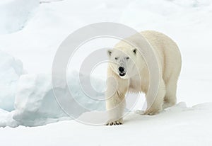 Polar bear, Ursus maritimus