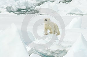 Polar bear, Ursus maritimus