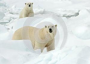 Polar bear, Ursus maritimus