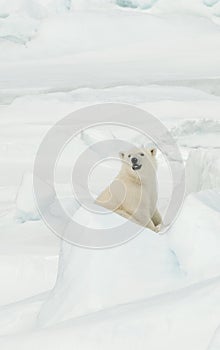 Polar bear, Ursus maritimus