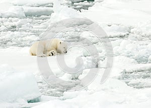 Polar bear, Ursus maritimus