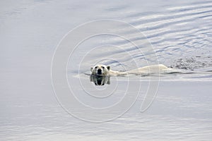 Polar Bear, Ursus maritimus