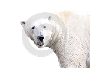 polar bear (Ursus maritimus