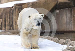 Polar Bear - Ursus maritimus