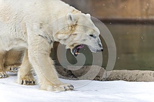 Polar Bear - Ursus maritimus