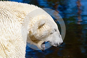 Polar bear (Ursus maritimus)