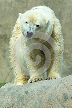 Polar Bear (Ursus maritimus) photo