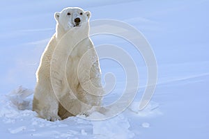 Polar bear (Ursus maritimus)