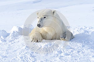 Polar bear (Ursus maritimus)