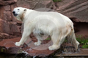 Polar bear (Ursus maritimus).