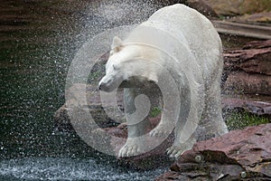 Polar bear (Ursus maritimus).