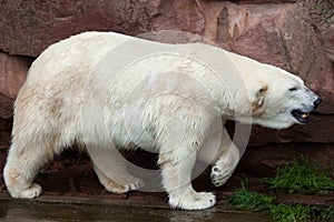 Polar bear Ursus maritimus.