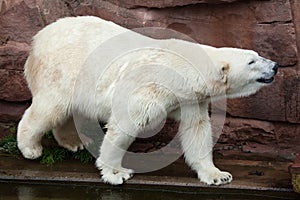 Polar bear Ursus maritimus.