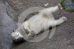 Polar bear Ursus maritimus.