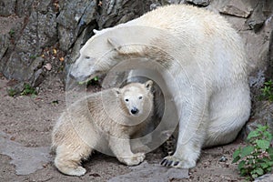 Polar bear Ursus maritimus.