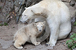 Polar bear Ursus maritimus.