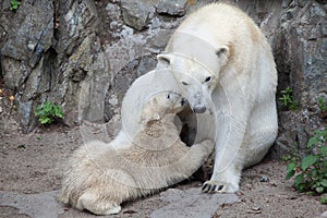 Polar bear Ursus maritimus.