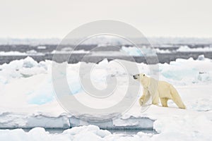 Polar Bear (Ursus maritimus) adult