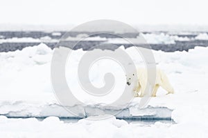 Polar Bear (Ursus maritimus) adult