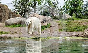 Polar bear Ursus maritimus, also known as white bear, walking by lake