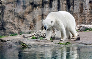 Polar bear Ursus maritimus, also known as white bear, walking by lake. This bear is native mainly to Arctic Circle with body
