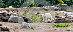 Polar bear Ursus maritimus, also known as white bear, walking and looking to the camera. This bear is native mainly to Arctic