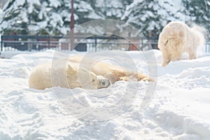 Polar Bear or Ursus maritimus at Asahiyama Zoo in winter season. landmark and popular for tourists attractions in Asahikawa,