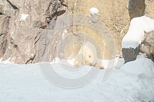 Polar Bear or Ursus maritimus at Asahiyama Zoo in winter season. landmark and popular for tourists attractions in Asahikawa,