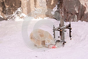 Polar Bear or Ursus maritimus at Asahiyama Zoo in winter season. landmark and popular for tourists attractions in Asahikawa,