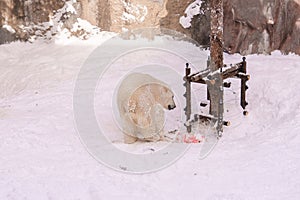 Polar Bear or Ursus maritimus at Asahiyama Zoo in winter season. landmark and popular for tourists attractions in Asahikawa,