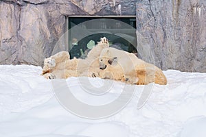 Polar Bear or Ursus maritimus at Asahiyama Zoo in winter season. landmark and popular for tourists attractions in Asahikawa,