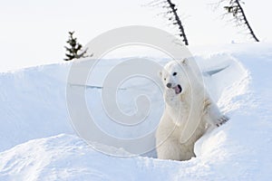 Polar bear (Ursus maritimus) cub coming out den