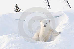 Polar bear (Ursus maritimus) cub