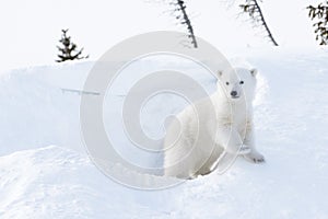 Polar bear (Ursus maritimus)