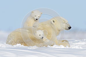 Polar bear (Ursus maritimus) with cubs