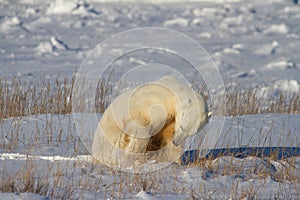 Polar Bear or Ursus Maritimus digging through snow on a sunny day, near Churchill, Manitoba Canada