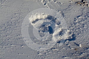 Polar Bear or Ursus maritimus footprints in snow near Churchill, Manitoba