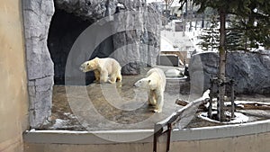 Polar bear Ursus maritimus in Hokkaido, Japan
