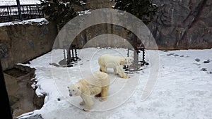 Polar bear Ursus maritimus in Hokkaido, Japan