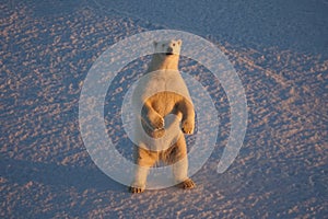 Polar bear, Ursus maritimus looking up from the Beaufort Sea