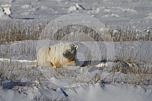 Polar Bear, Ursus Maritimus, lying down between grass and snow, near the shores of Hudson Bay