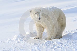 Polar bear (Ursus maritimus) photo