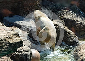 Polar Bear (Ursus Maritimus) at NC Zoo