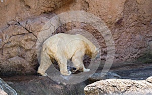 Polar Bear (Ursus Maritimus) at NC Zoo