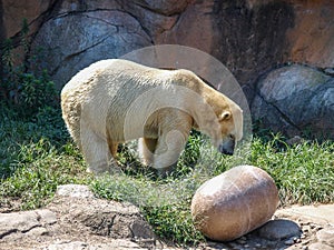 Polar Bear Ursus Maritimus at NC Zoo