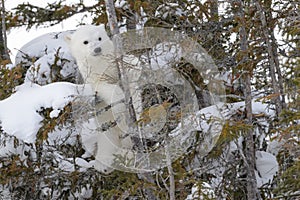 Polar bear (Ursus maritimus) new born cub playing