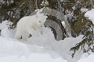 Polar bear (Ursus maritimus) new born cub playing and jumping