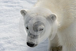 Polar bear Ursus maritimus on the pack  ice north of Spitsbergen Island, Svalbard, Norway, Scandinavia, Europe