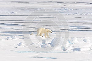 Polar bear Ursus maritimus on the pack  ice north of Spitsbergen Island, Svalbard, Norway, Scandinavia, Europe